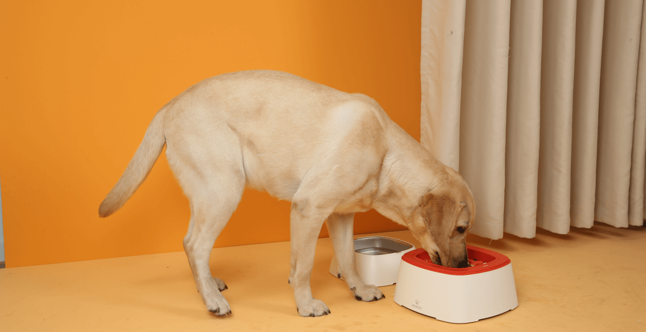 a dog is eating his food