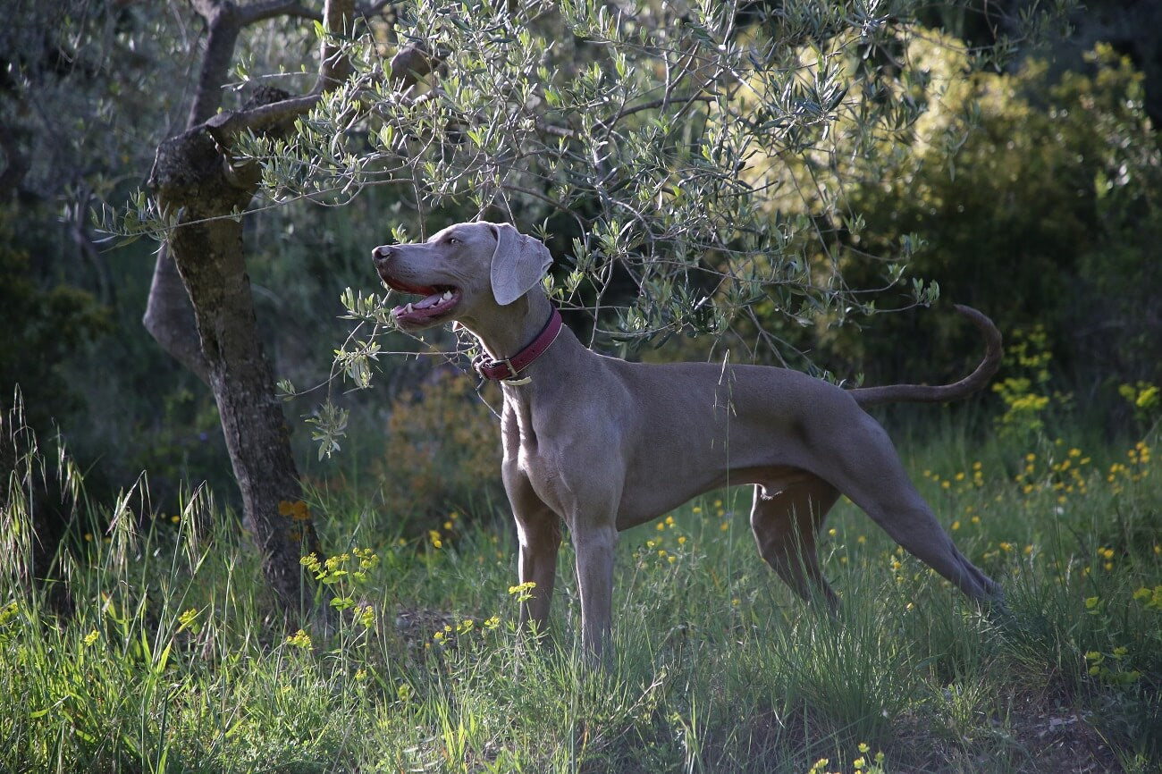 Great Dane