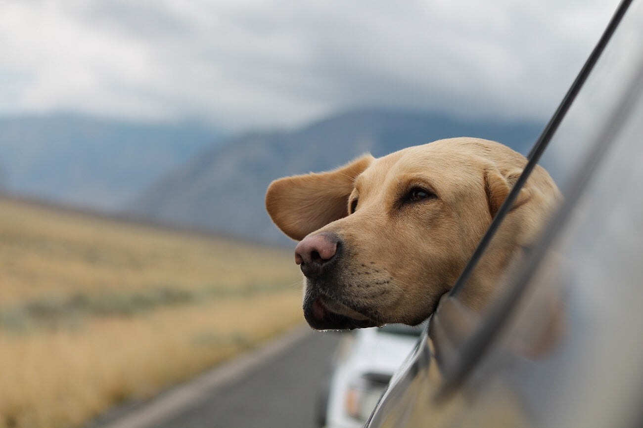 Labrador Retriever