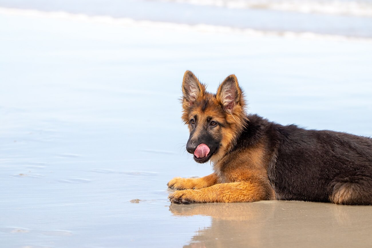 German Shepherd Dog