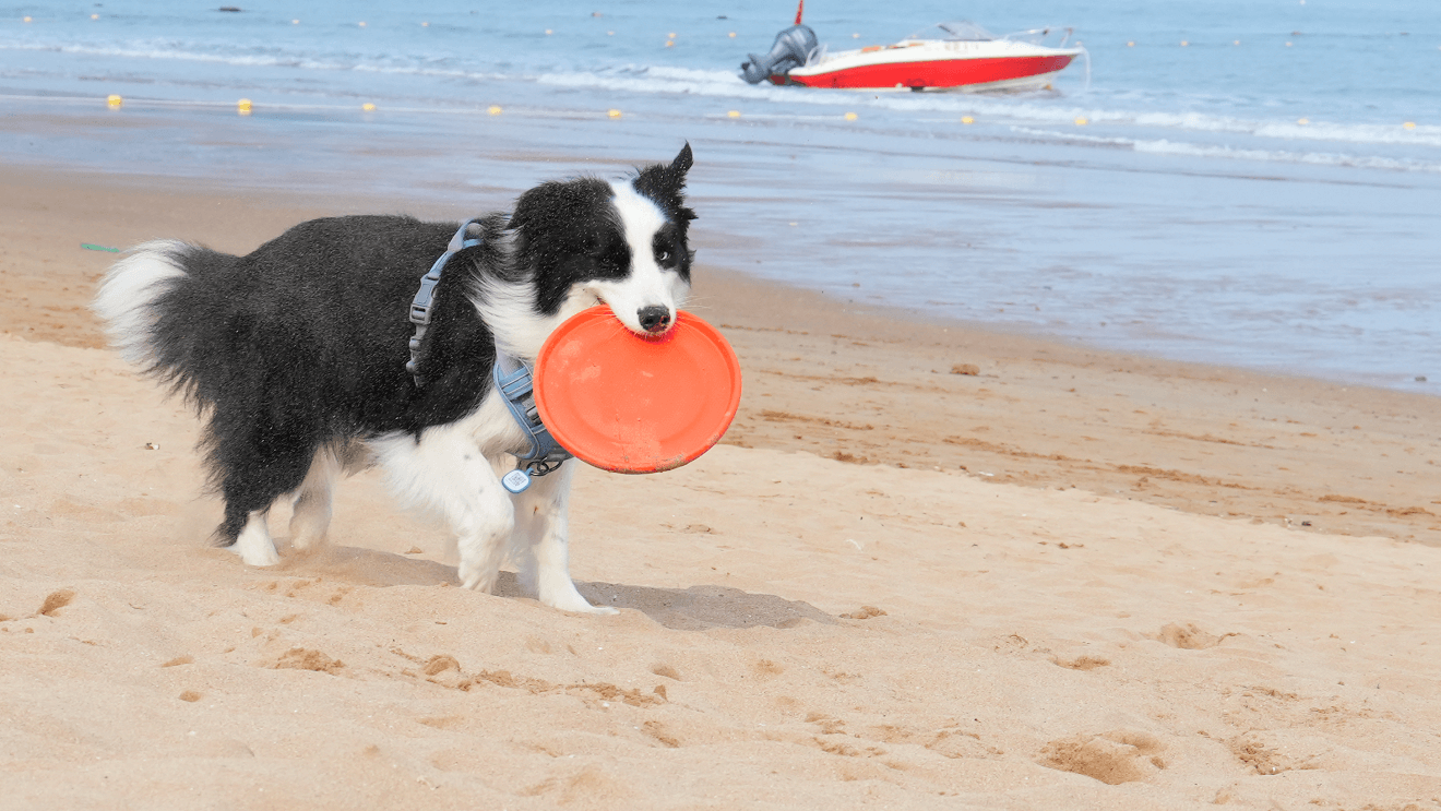  a dog has a flying disc in his mouth