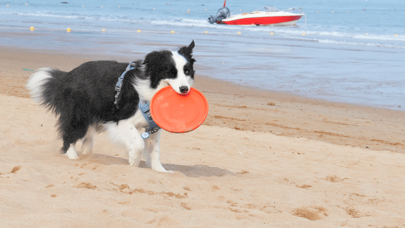 a dog has a flying disc in his mouth