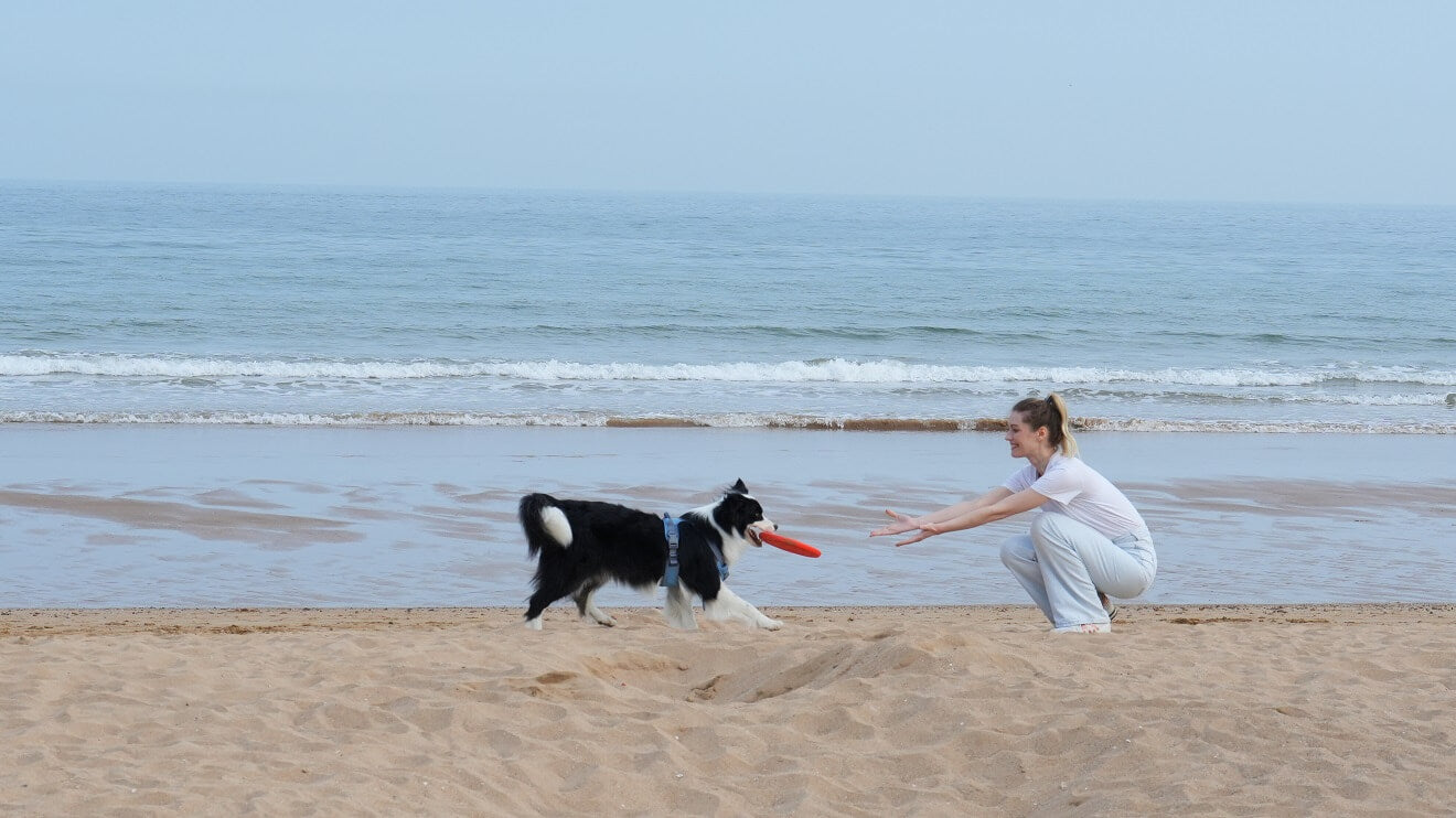 Dog walks up to a woman with a flying disc in his mouth
