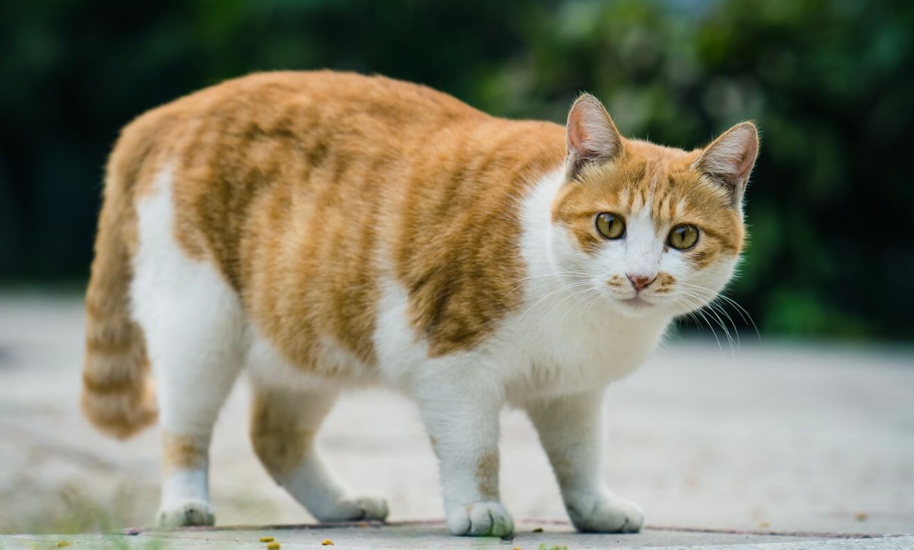 a fat orange cat