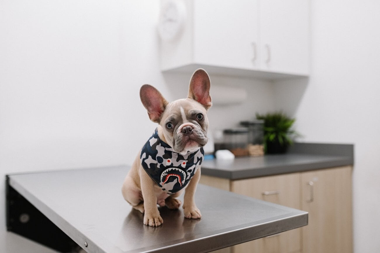 dog wears vest