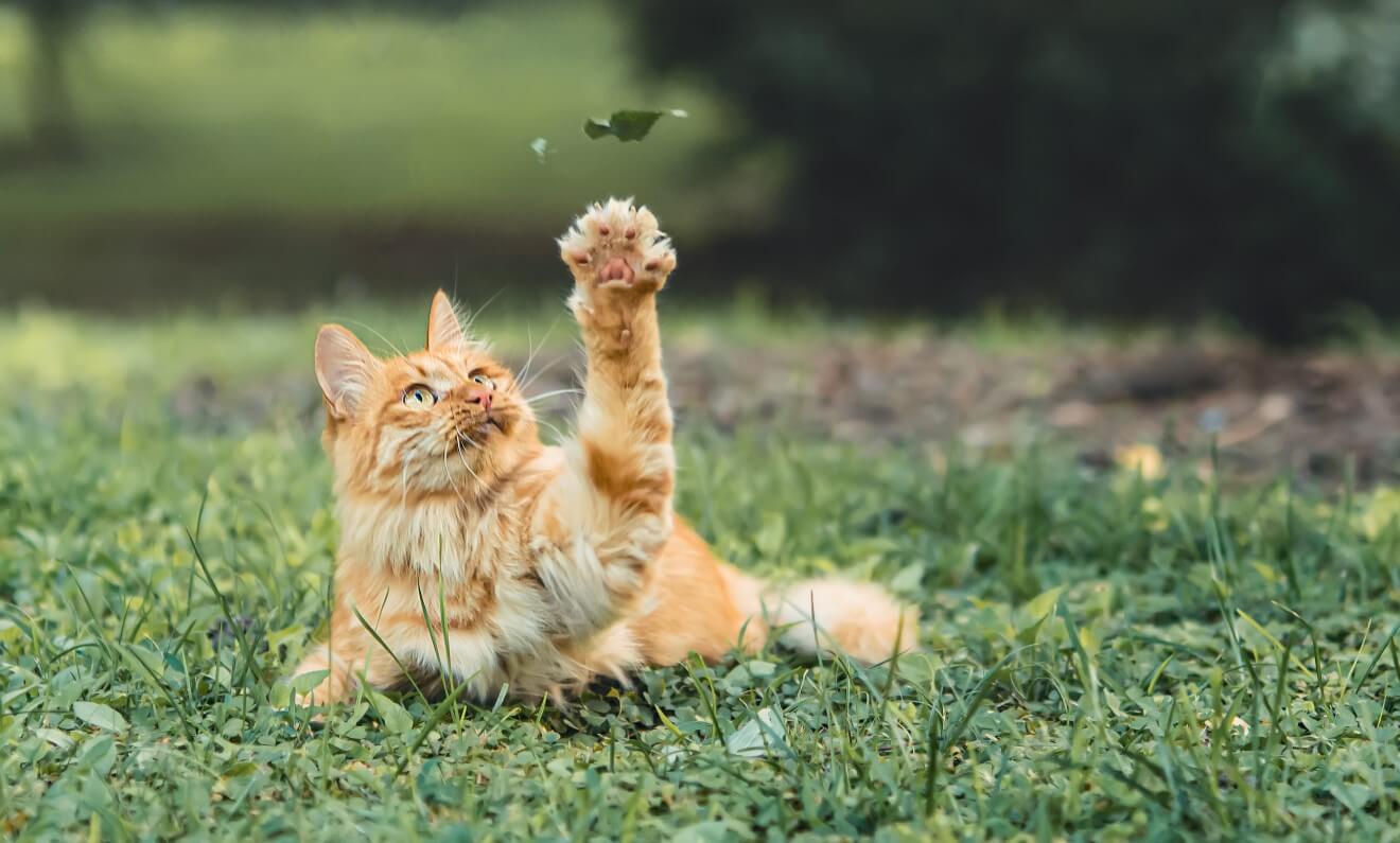 a cat playing on the lawn