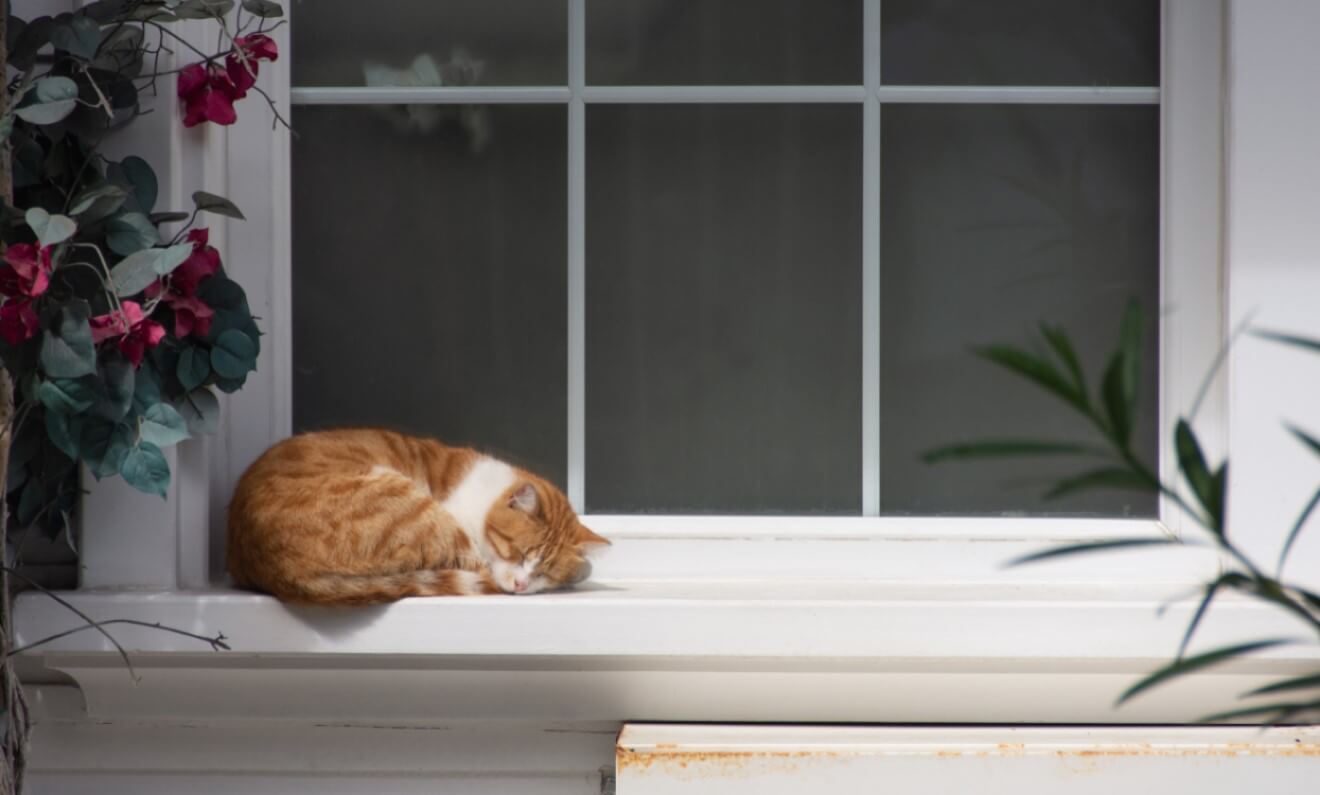 a cat sleeping on  the sill