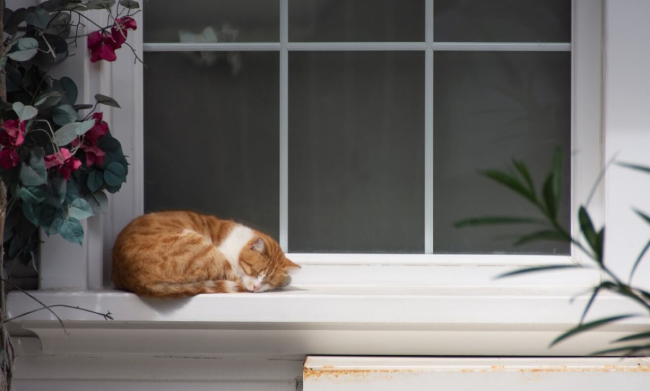 a cat sleeping on the sill
