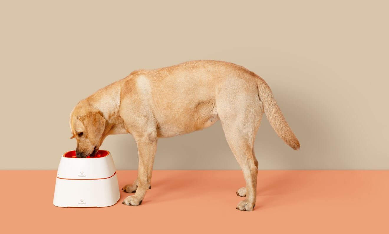a labrador retriever eating with pawaii elevated dog bowl