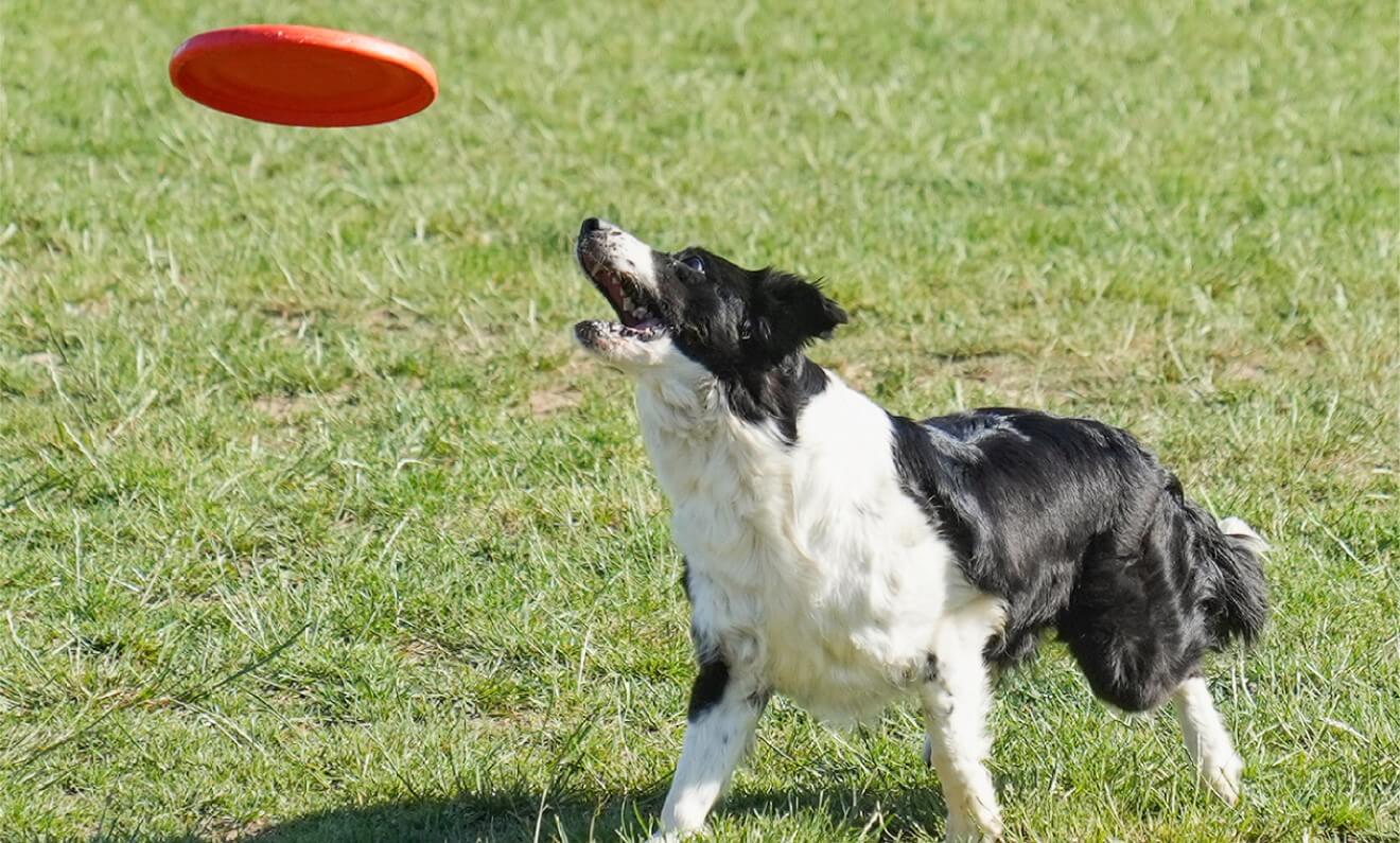 a shepherd playing flying disc