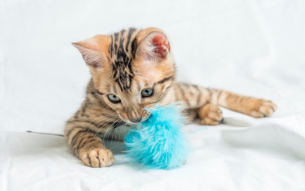 cute small striped bengal kitten sitting playing with blue toy