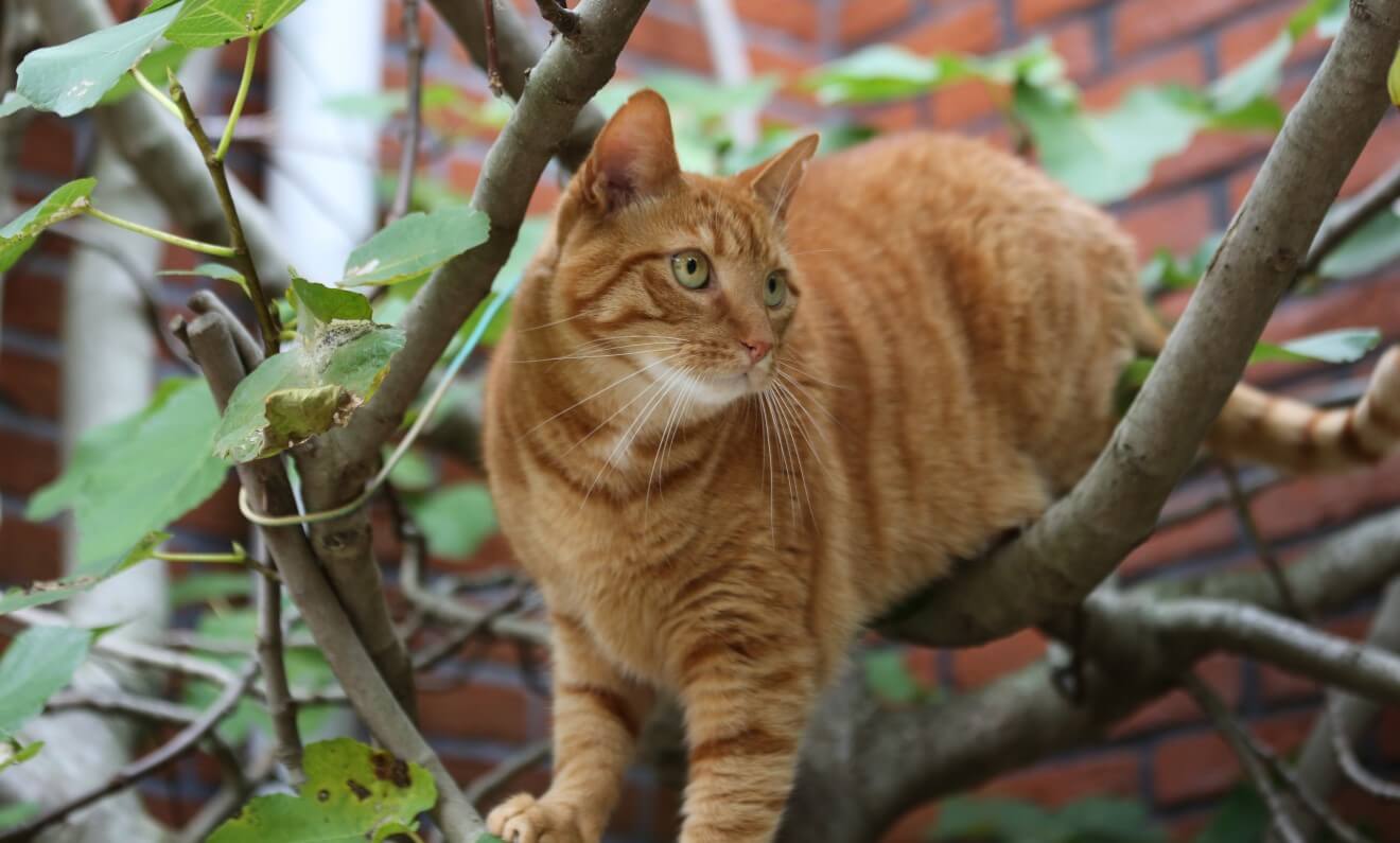 a cat on a tree