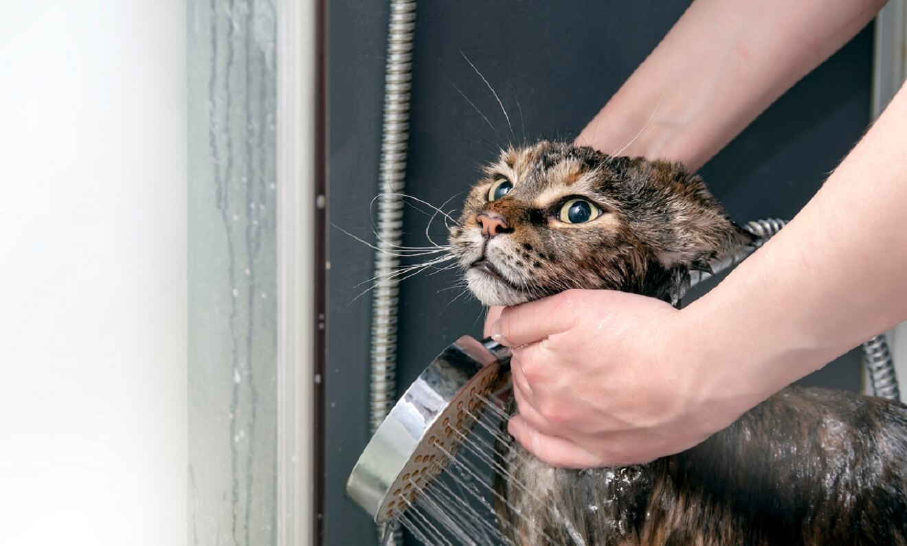 a cat having a shower