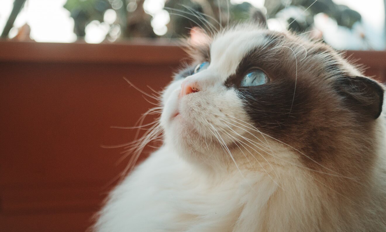 ragdoll cat