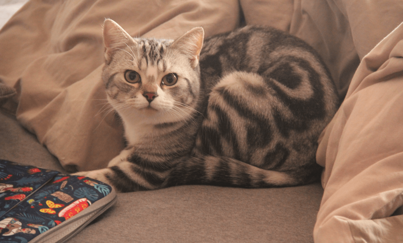 american shorthair