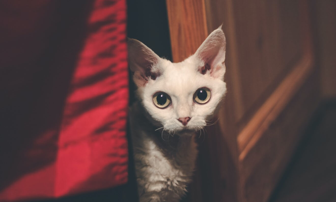 devon rex