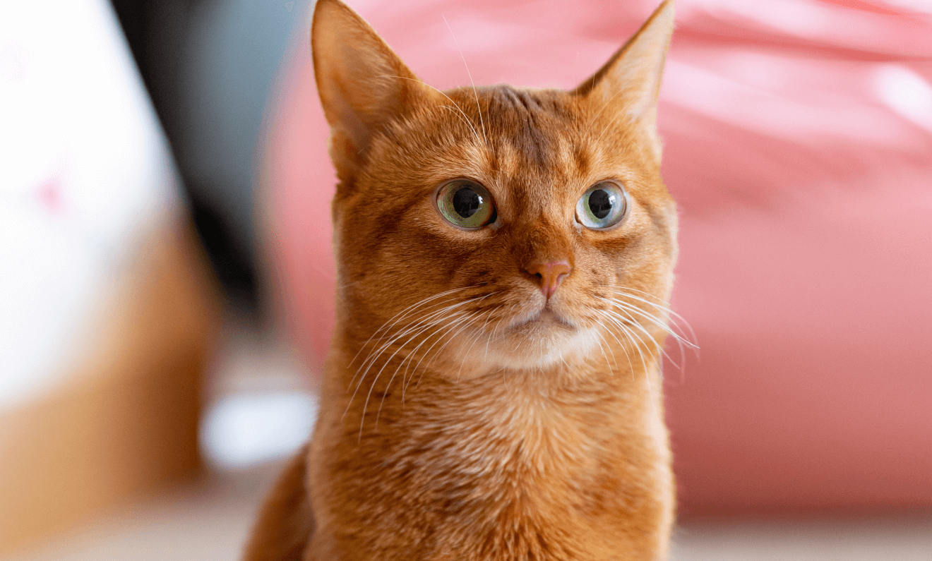 abyssinian