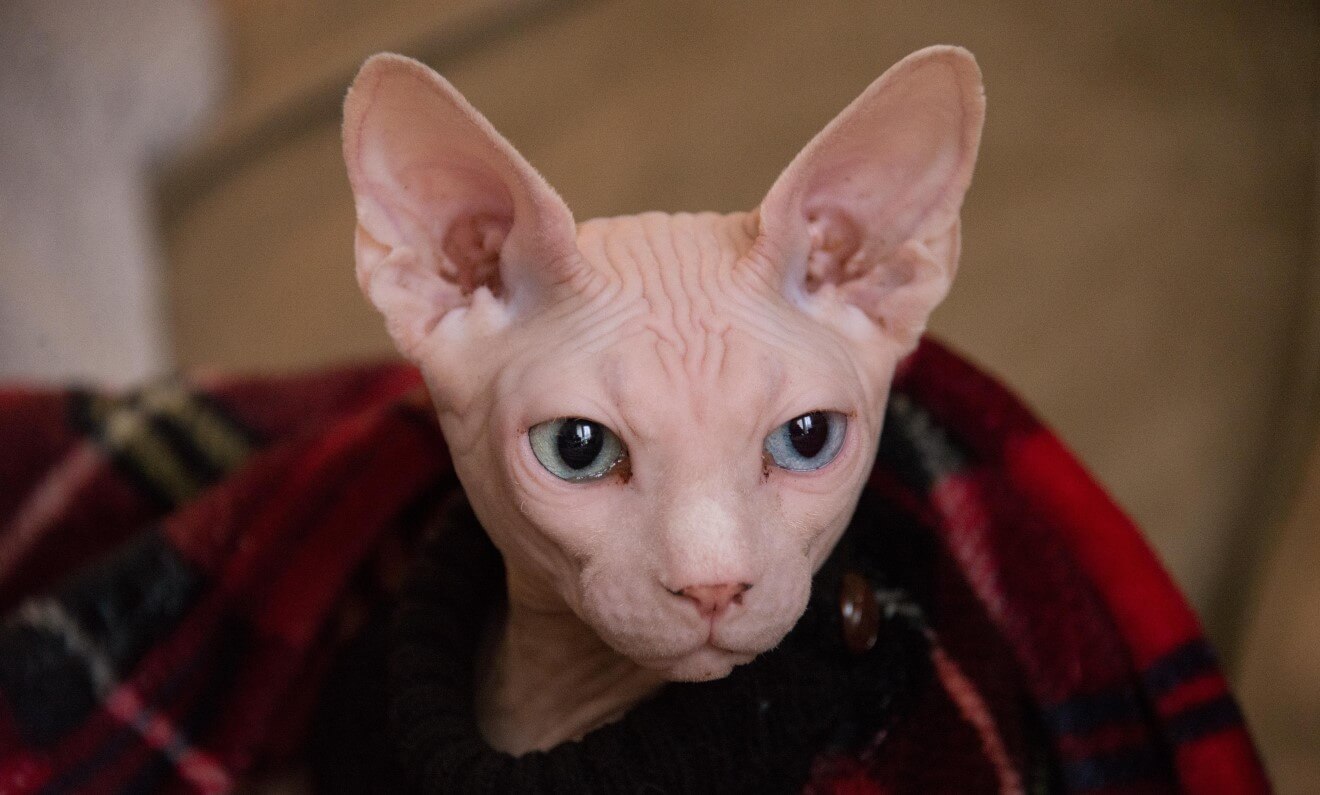 sphynx