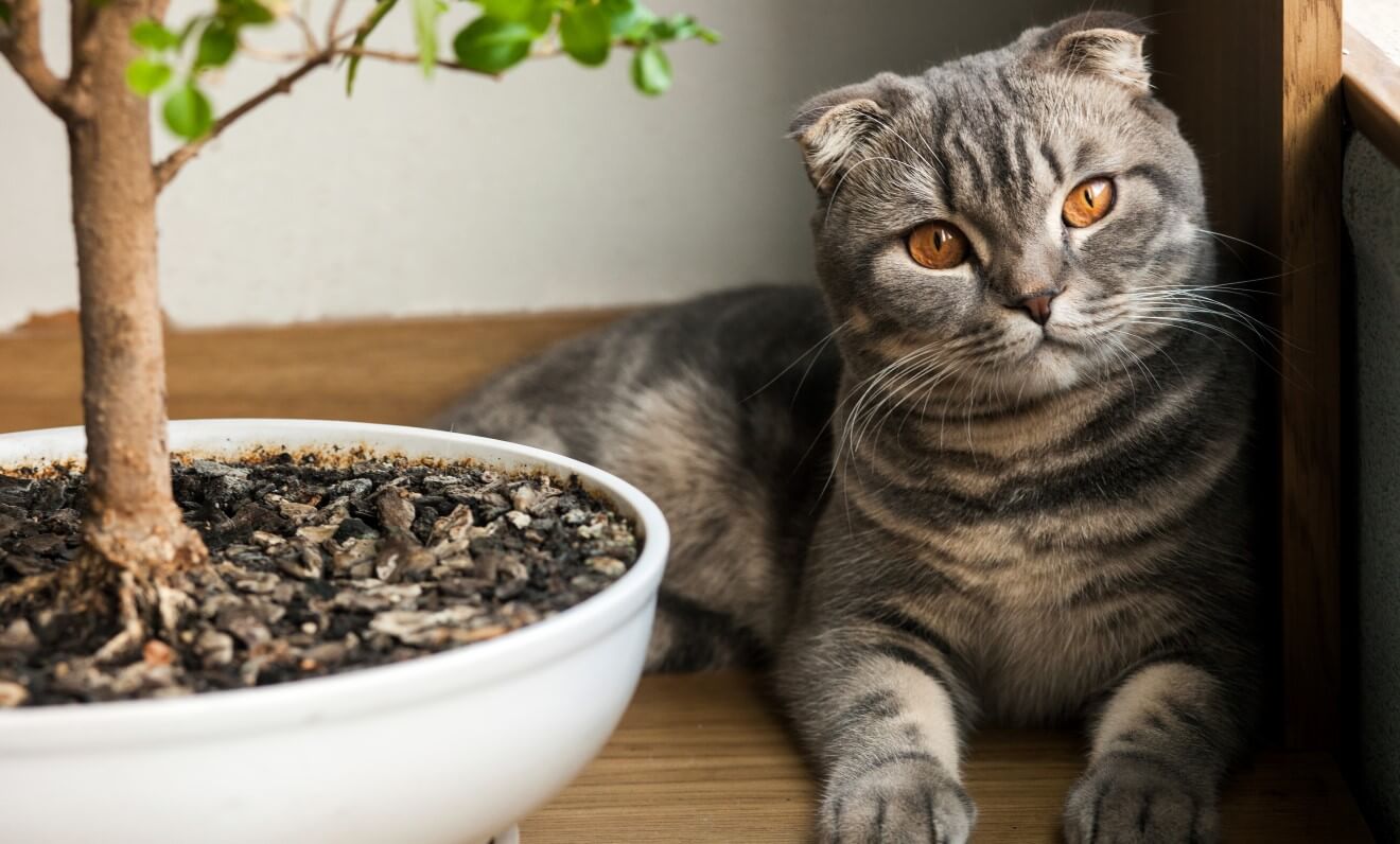 scottish fold