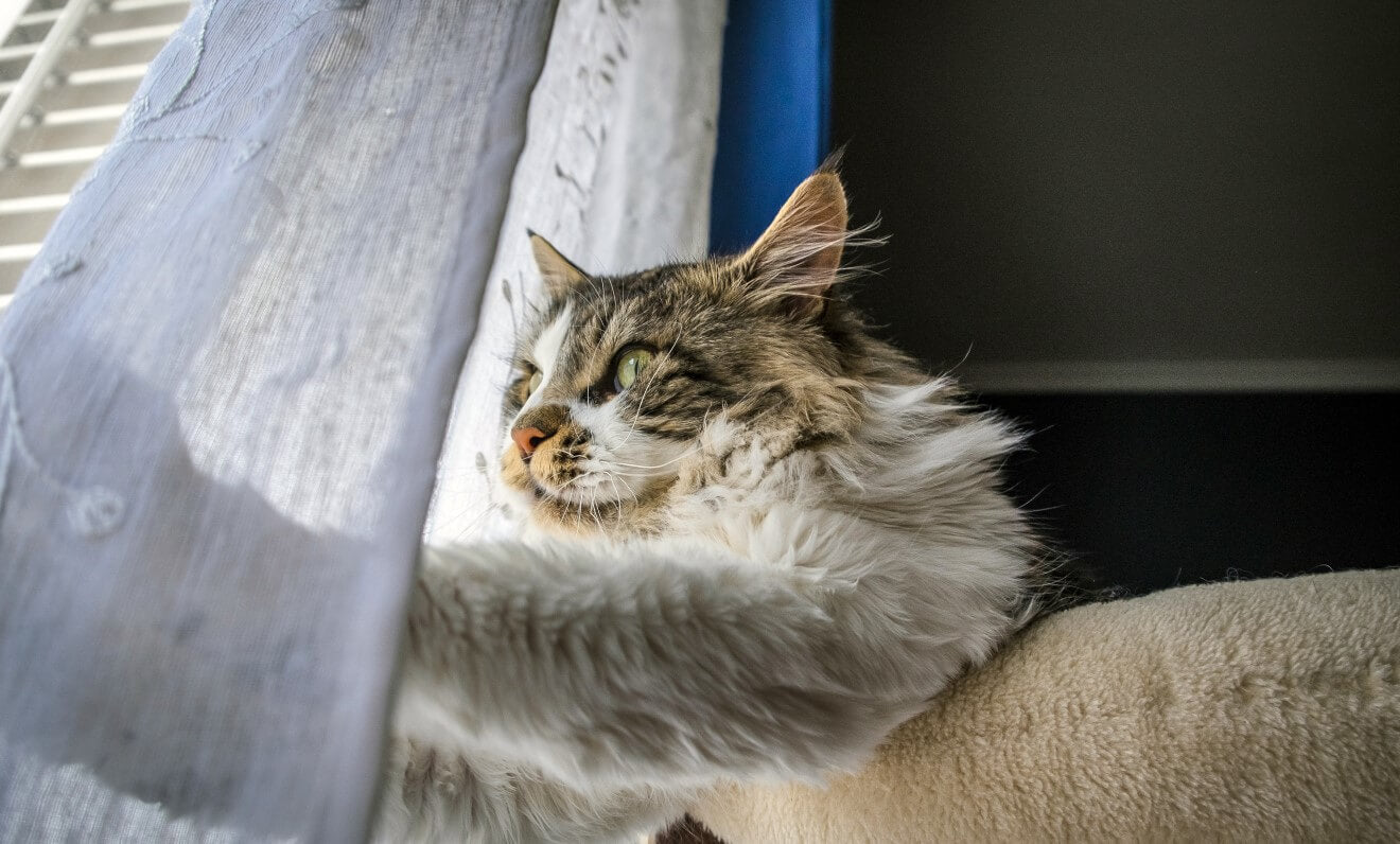 maine coon