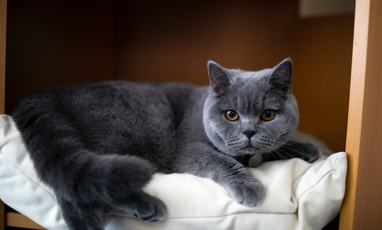 british shorthair