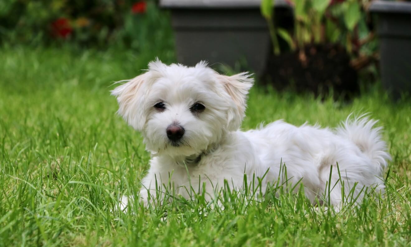 a dog lying on the lawn