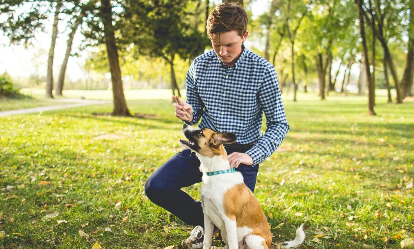 a man training a dog