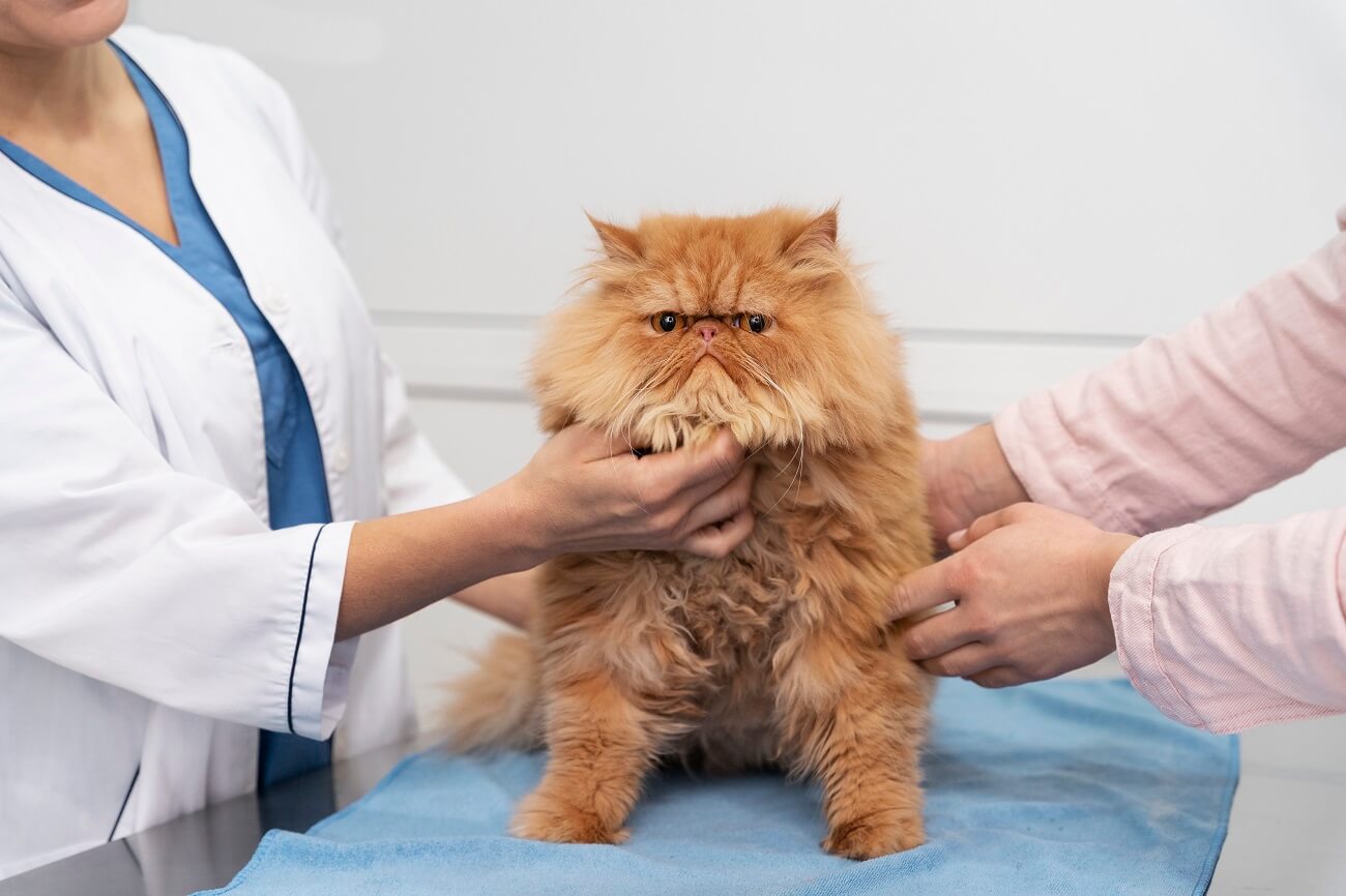 a cat is taken to the vet