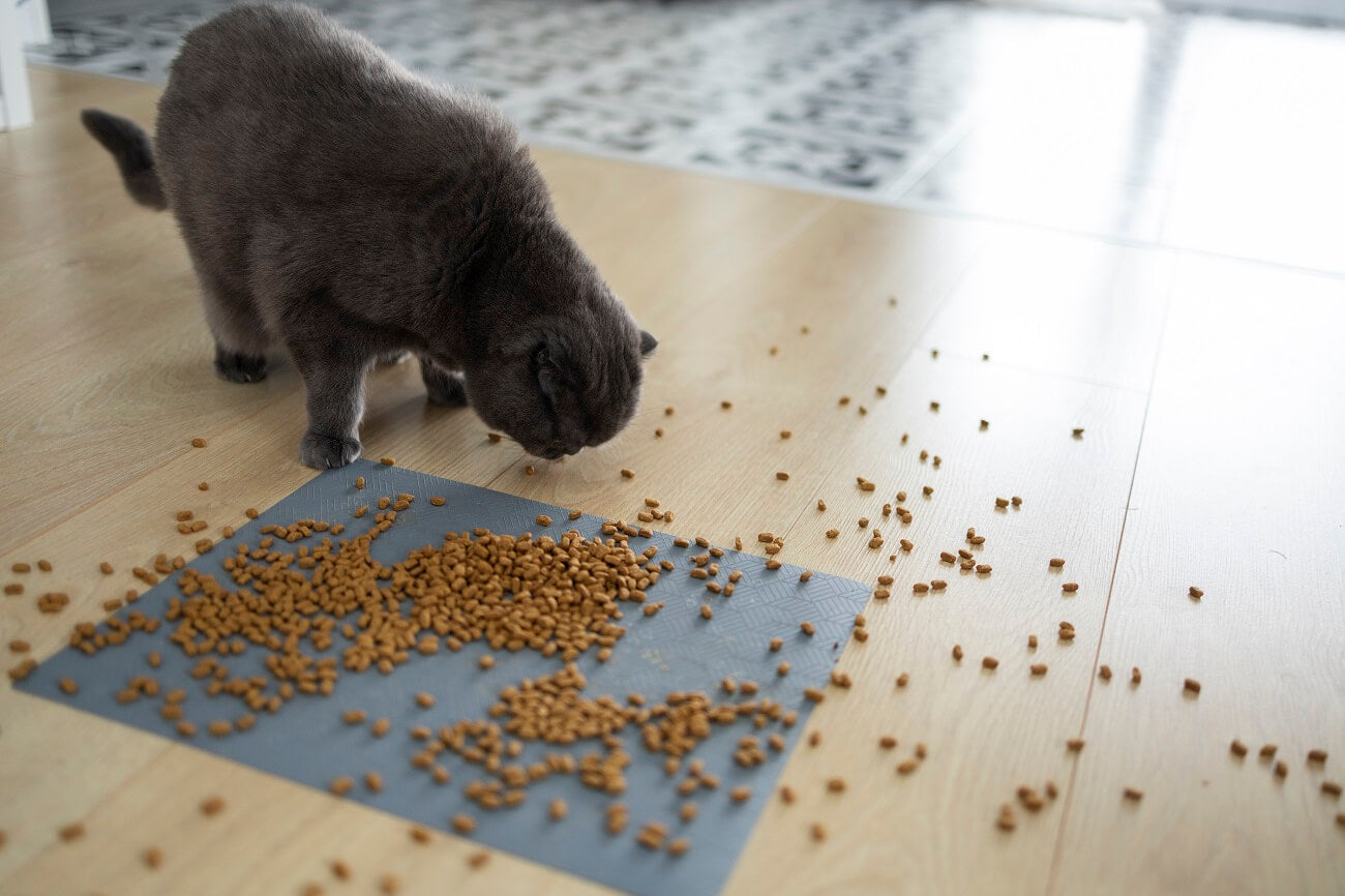 a cat is eating in a messy environment