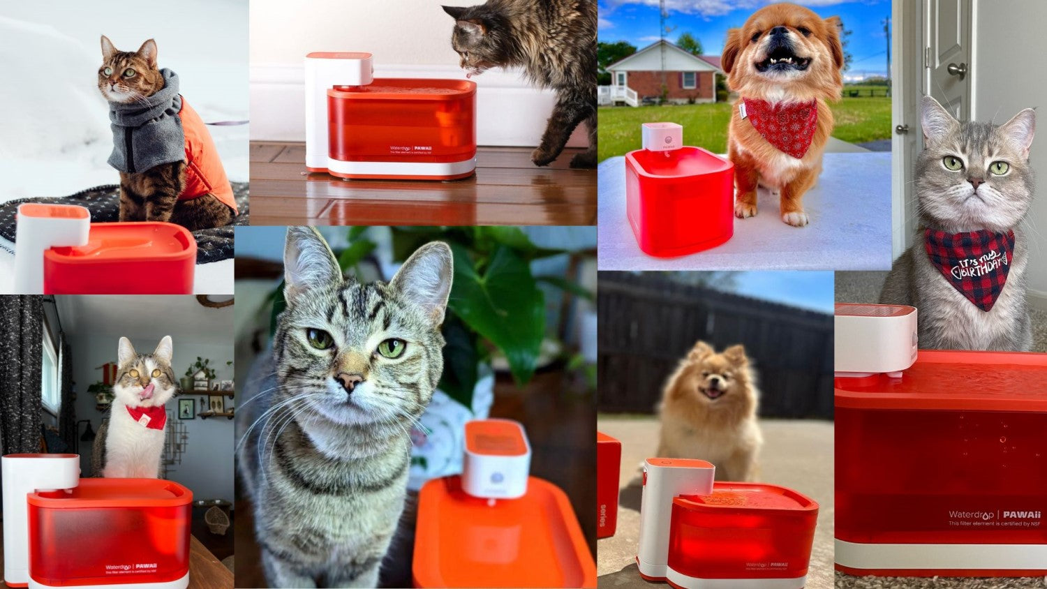 pawaii wireless pet water fountain recognized by various pets