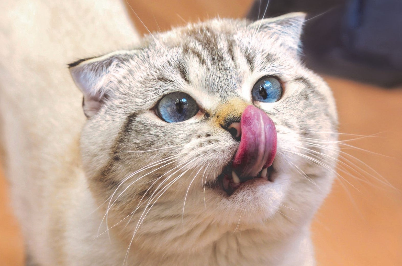 a cat licking his nose