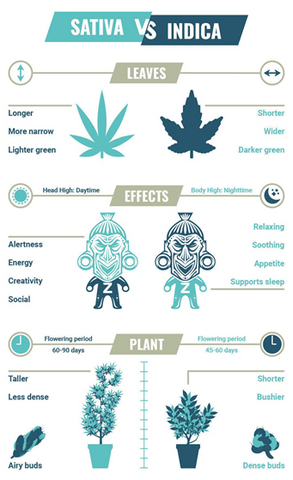 difference between sativa and indica