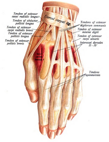 Tendons of the hand