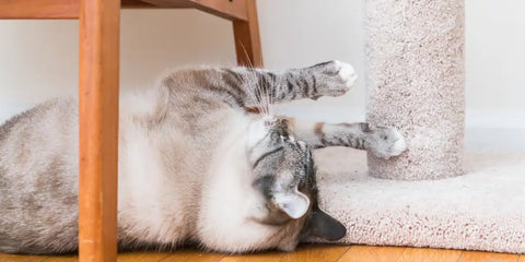 Katze kratzt an Ihrem Bouclé-Stuhl