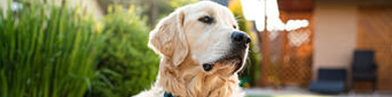 Breed May Affect What Dogs Can See