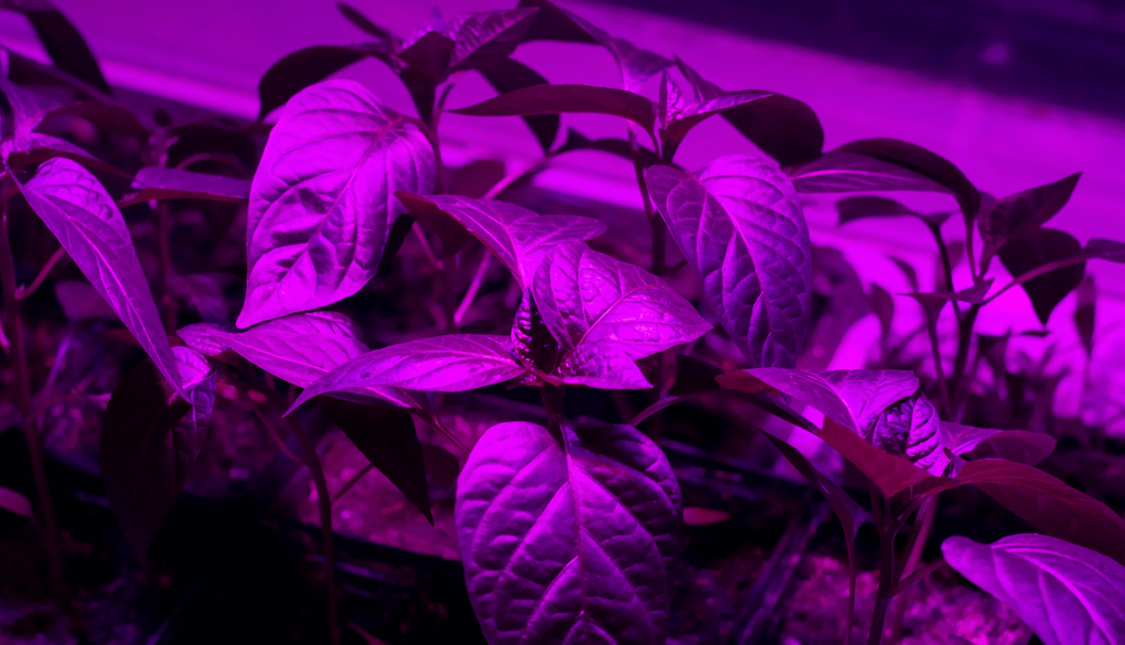 UV light on plants
