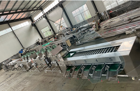 Fruit and Vegetable Cleaning Drying Waxing and Grading Production Line