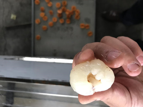 Lychee Pitting Machine