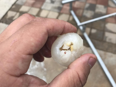 Lychee Pitting Machine