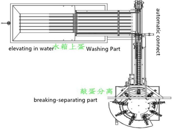 egg-washing-breaking-separating-line-structure