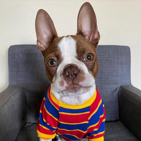 Cute dog in a vibrant striped t-shirt