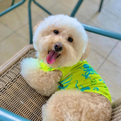 Poodle Haircuts - Teddy Bear Cut - Dog Shirts - Fitwarm