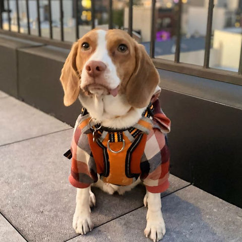 Beagle Dog Clothes - Dog Hoodies - Fitwarm