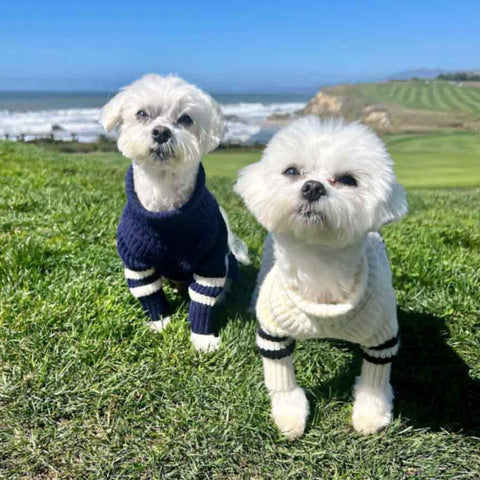 Malteses in Matching Striped Dog Sweaters