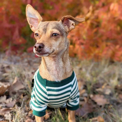 Dog Sweater