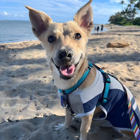 Cute Dog Enjoying the Beach in a UV Protection Vest