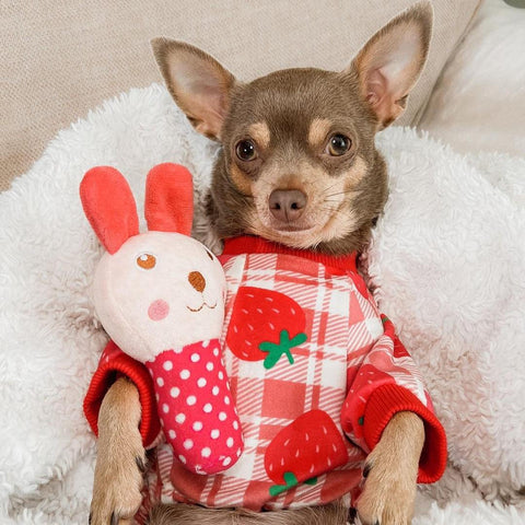 Chihuahua in strawberry pajamas