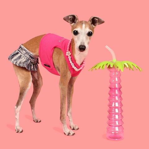 Cute dog in a stylish denim dress