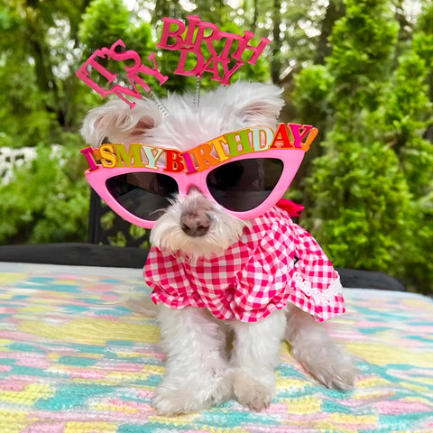 Maltese in a gingham dress