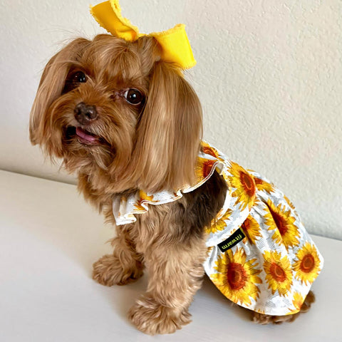 Yorkie in a sunflower dog dress